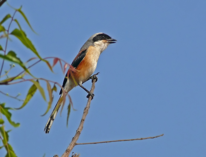 Bay-backed-shrike-2.jpg