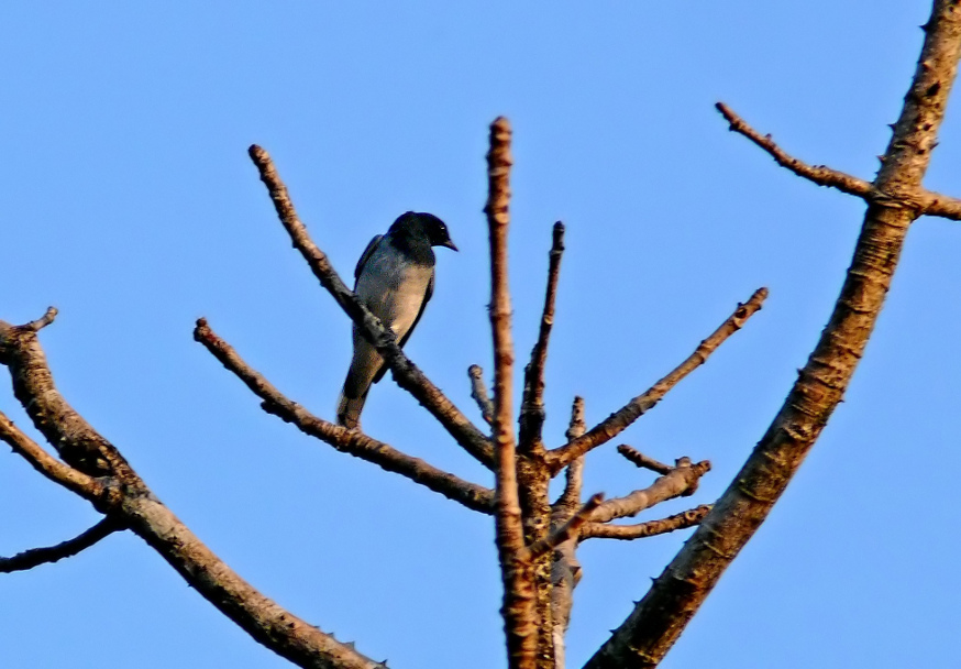 Black-headed-cuckooshrike.jpg