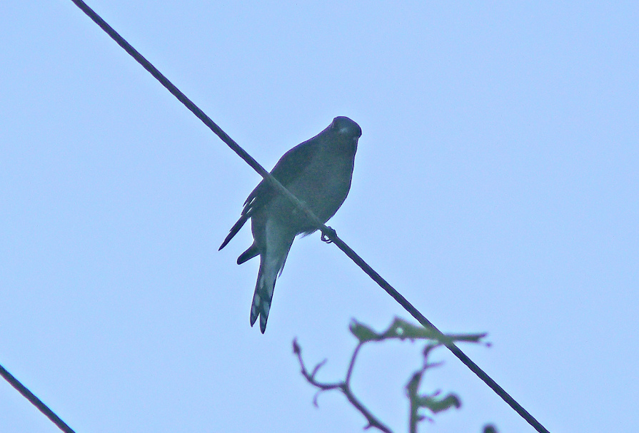 Black-winged-cuckooshrike-2.jpg