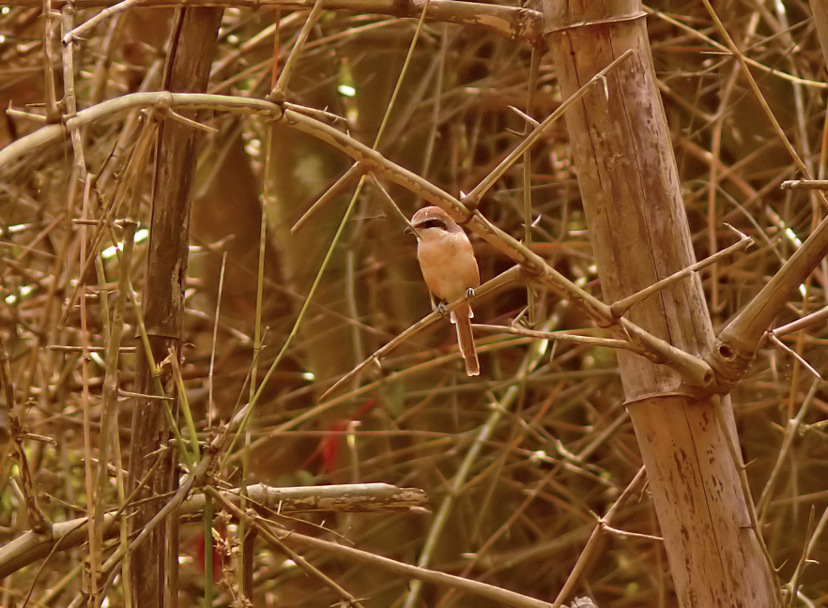 Brown-shrike-2.jpg