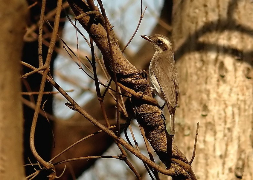 Common-woodshrike.jpg