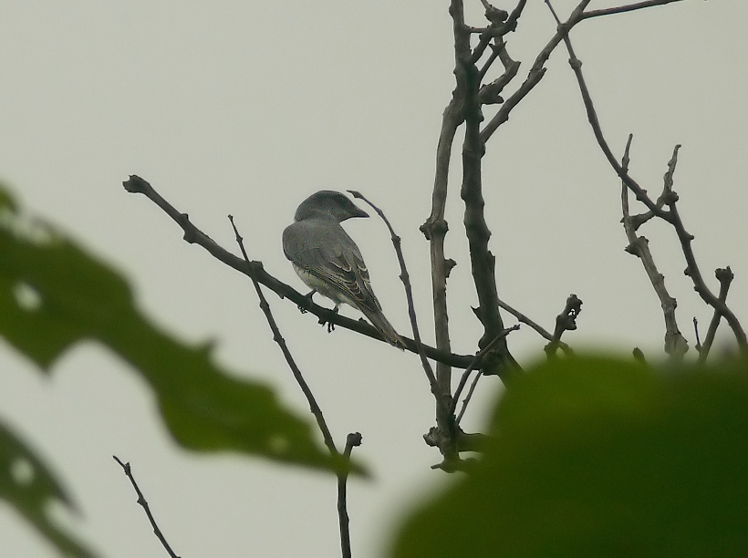 Large-cuckooshrike-1.jpg