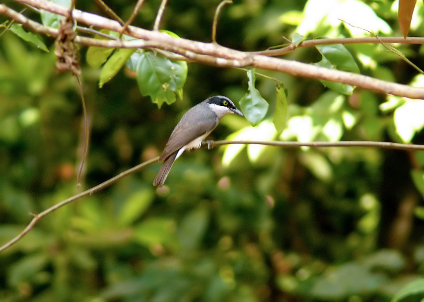 Large-woodshrike.jpg