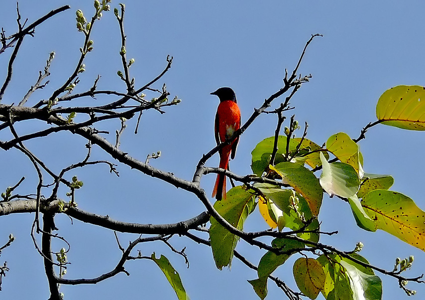 Long-tailed-minivet.jpg