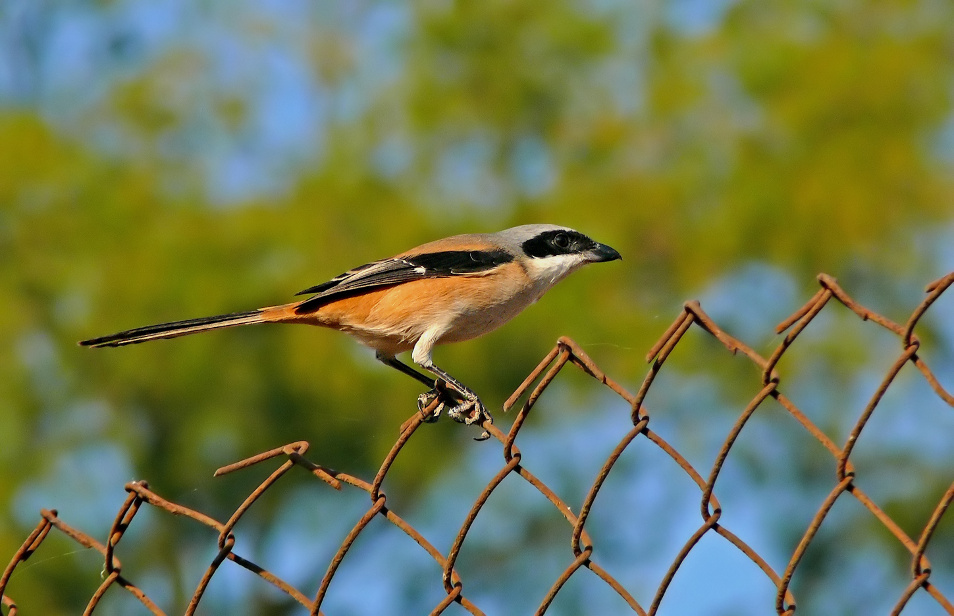 Long-tailed-shrike-1.jpg