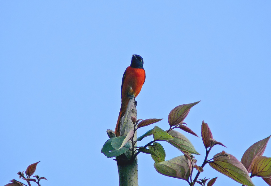 Orange-minivet-1.jpg