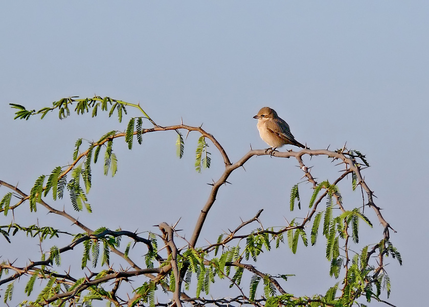 Rufous-tailed-shrike-2.jpg