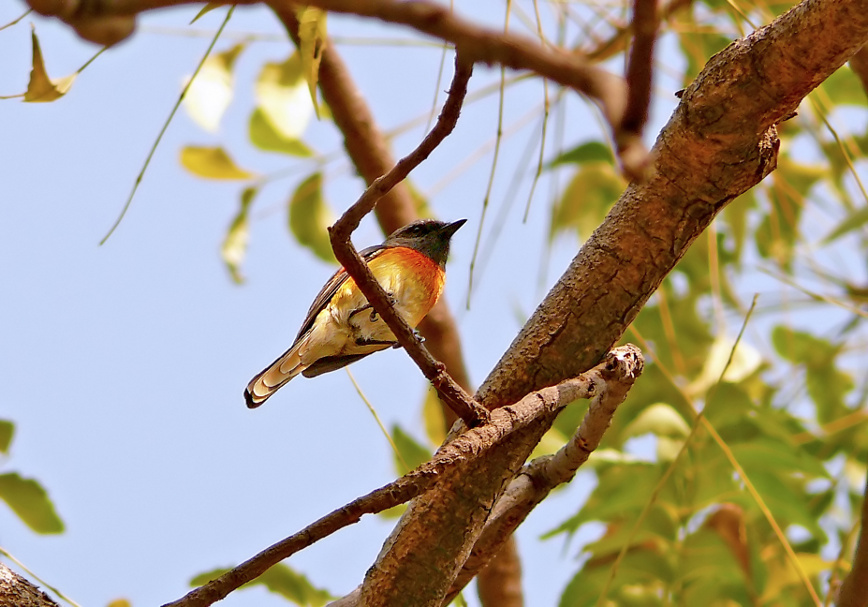 Small-minivet-2.jpg