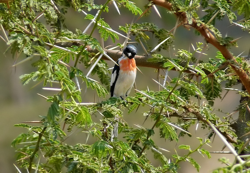 White-bellied-minivet-2.jpg