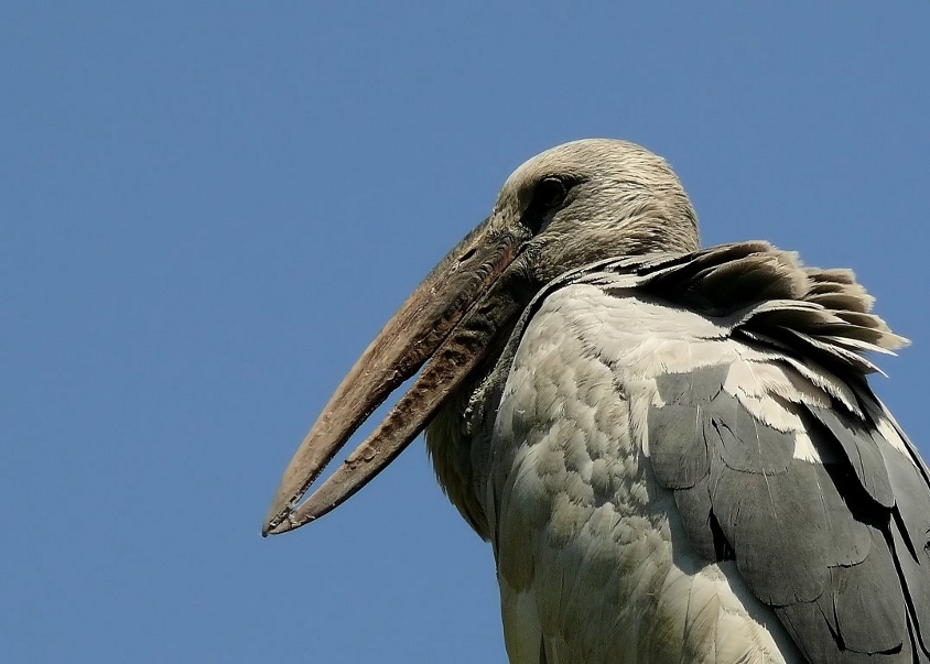 Asian-openbill-2.jpg