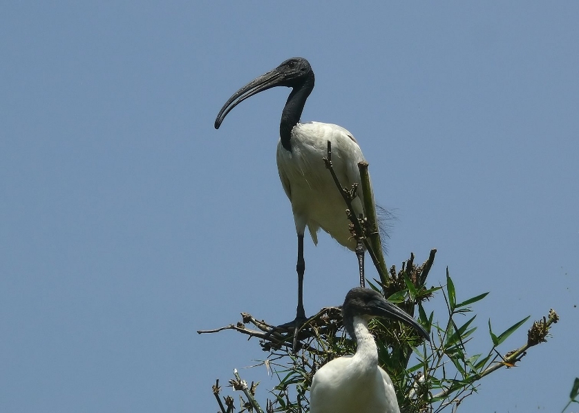 Black-headed-ibis-2.jpg