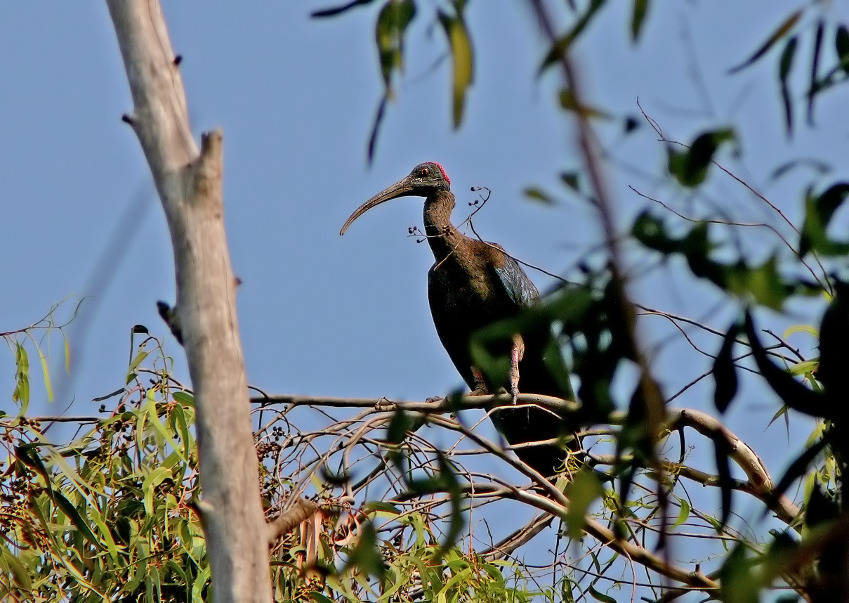 Black-ibis-1.jpg