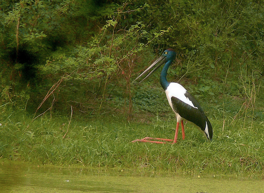 Black-necked-stork.jpg