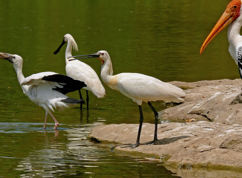 Eurasian-spoonbill-2.jpg