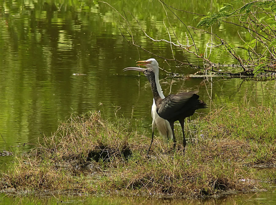 Glossy-ibis-1.JPG