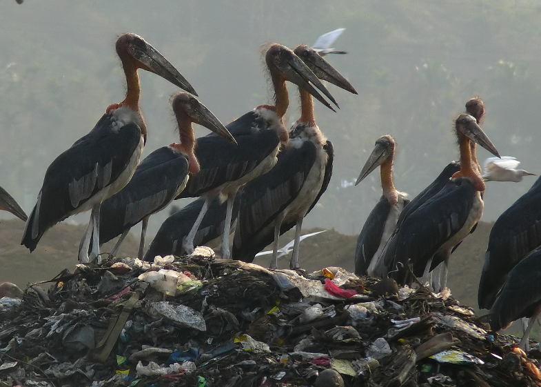 Greater-adjutant-stork-2.JPG