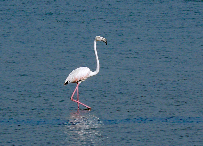 Greater-flamingo-2.jpg