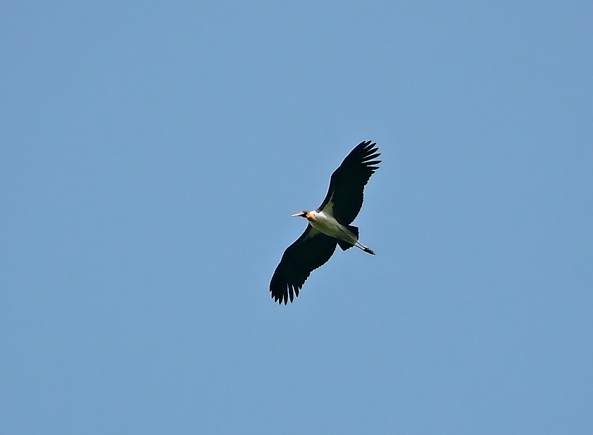 Lesser-adjutant-stork-2.jpg