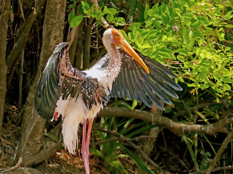 Painted-stork-1.jpg