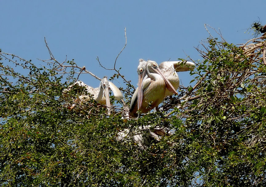 Spot-billed-pelican-1.jpg