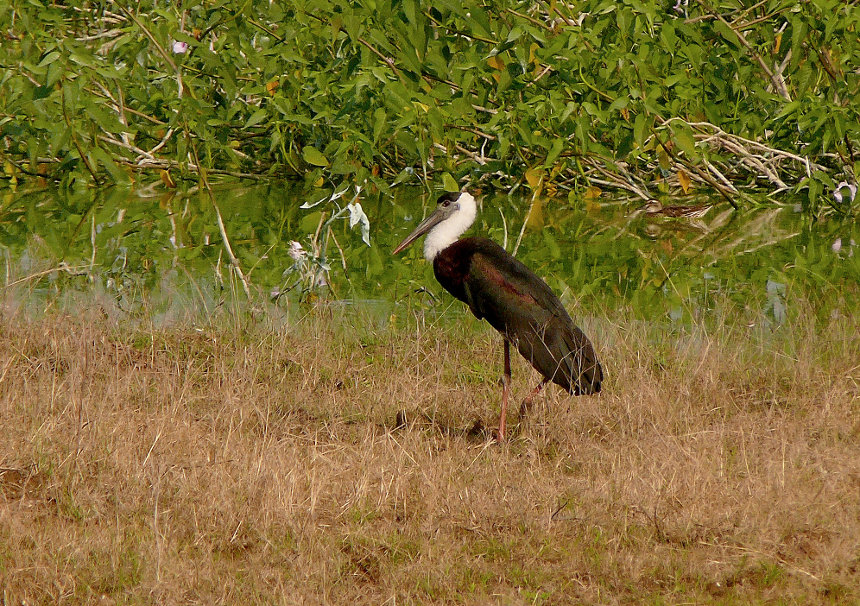 Wooly-necked-stork-3.jpg