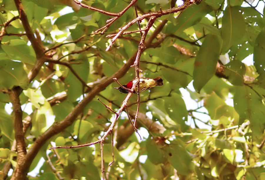 Crimson-backed-sunbird-2.jpg