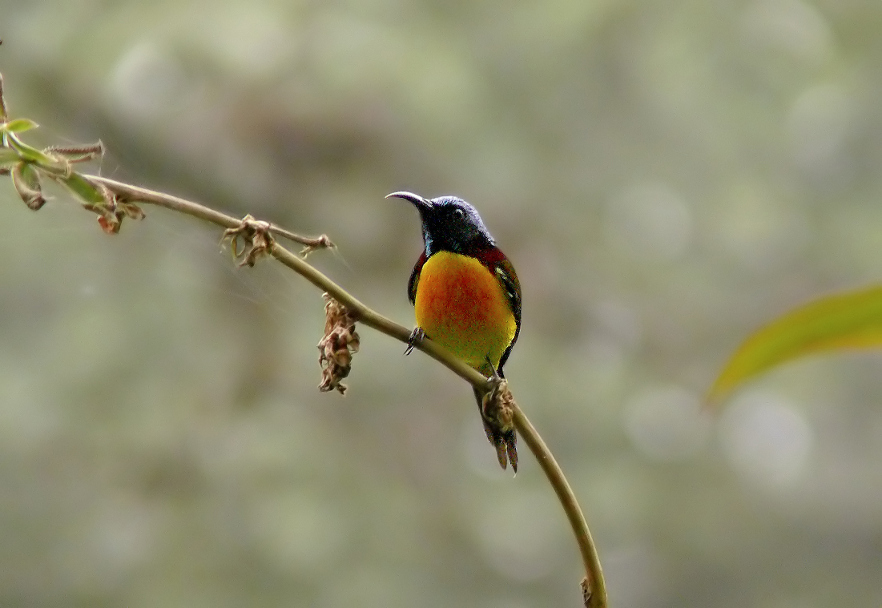 Green-tailed-sunbird-3.jpg