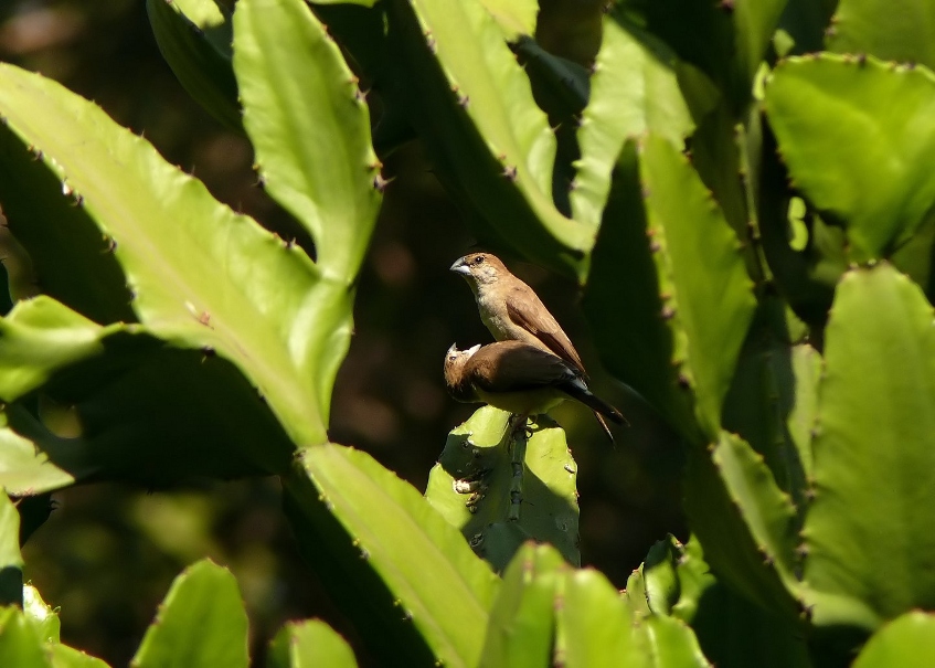 Indian-silverbill-1.jpg