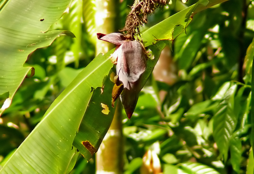 Little-spiderhunter.jpg