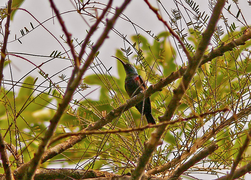 Lotens-sunbird.jpg