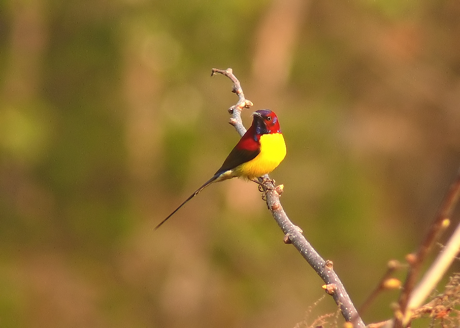 Mrs-gould's-sunbird.jpg