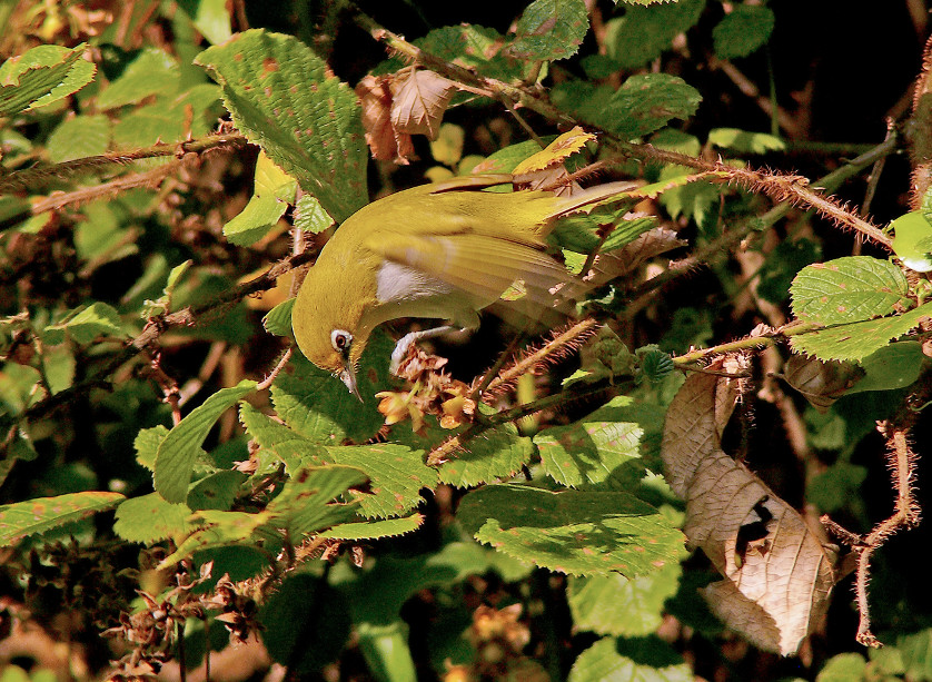 Oriental-white-eye-1.jpg