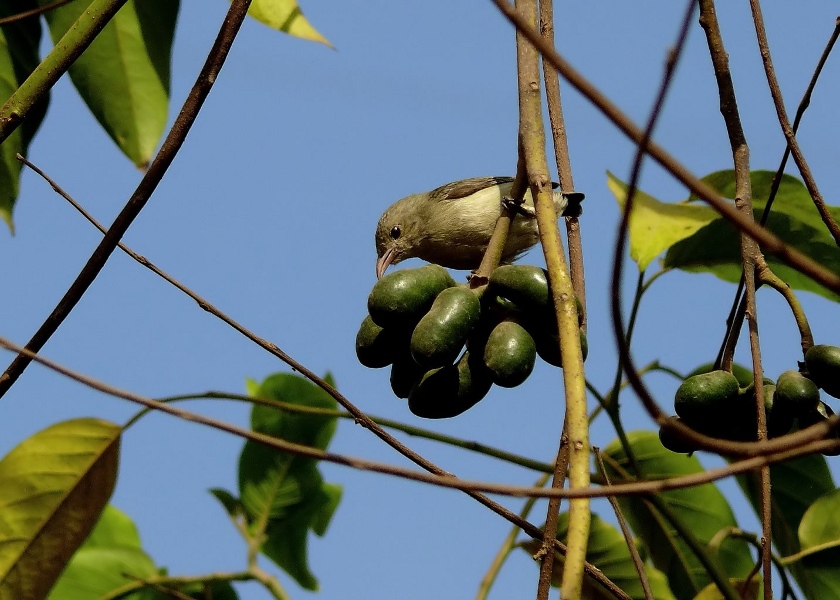 Pale-billed-flowerpecker.jpg