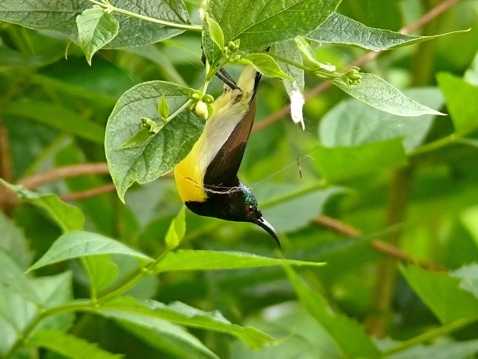 Purple-rumped-sunbird-1.JPG