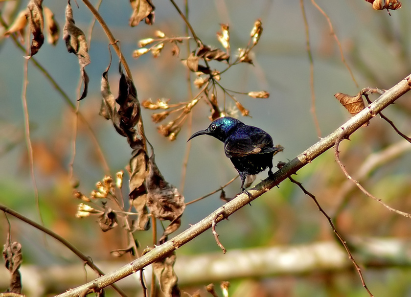 Purple-sunbird-1.jpg