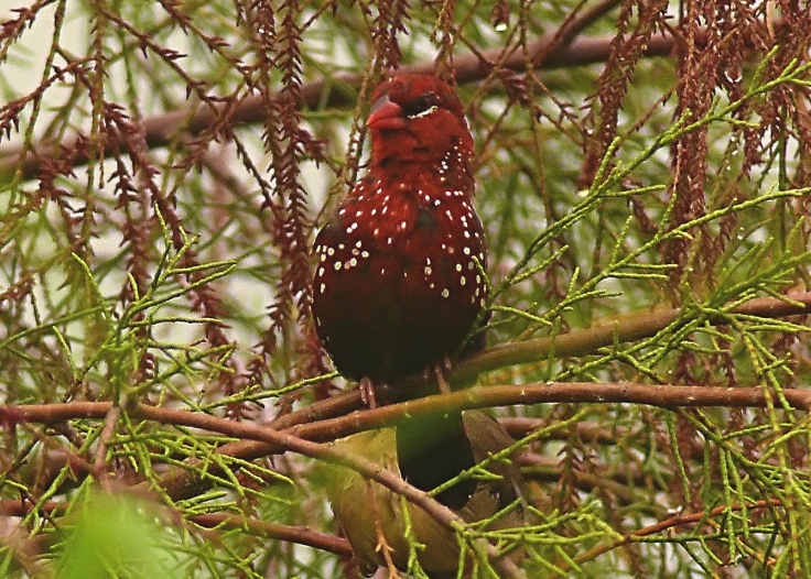 Red-avadavat-2.jpg