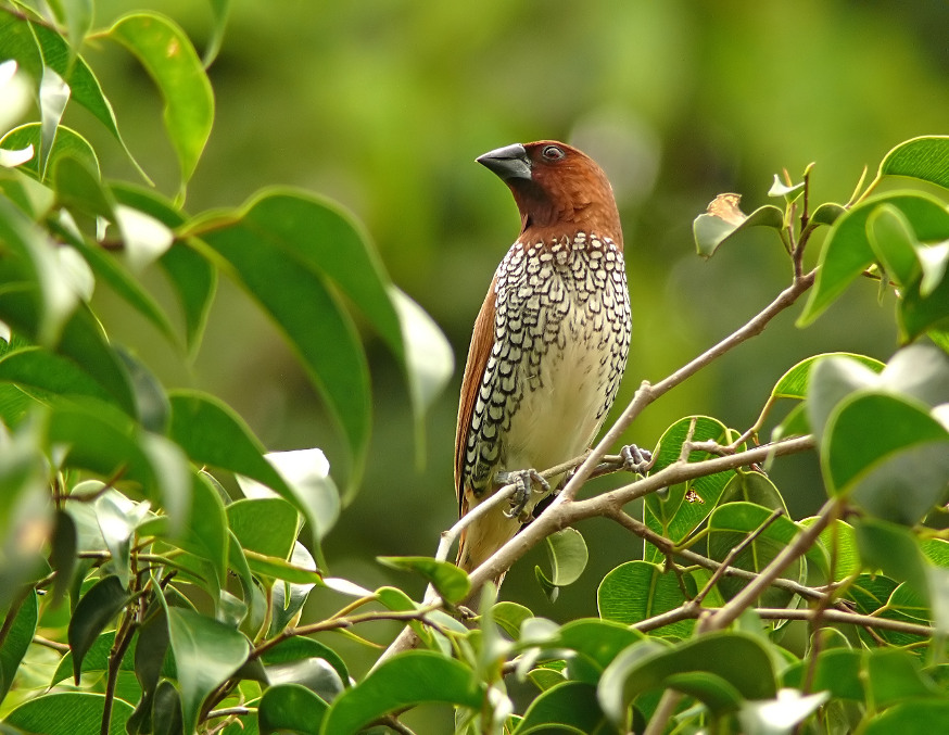 Scaly-breasted-munia-2.JPG