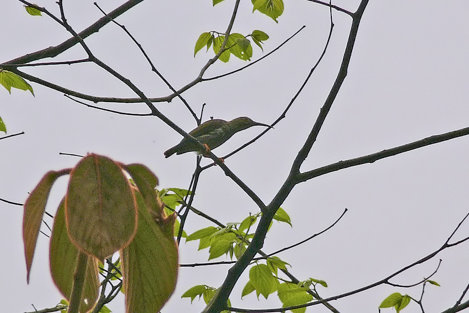 Streaked-spiderhunter-2.jpg