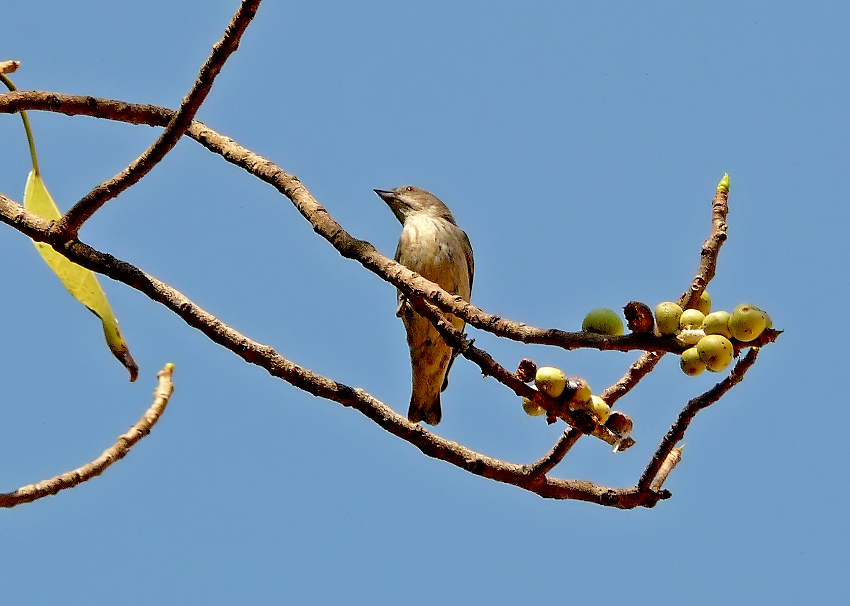 Thick-billed-flowerpecker-2.jpg