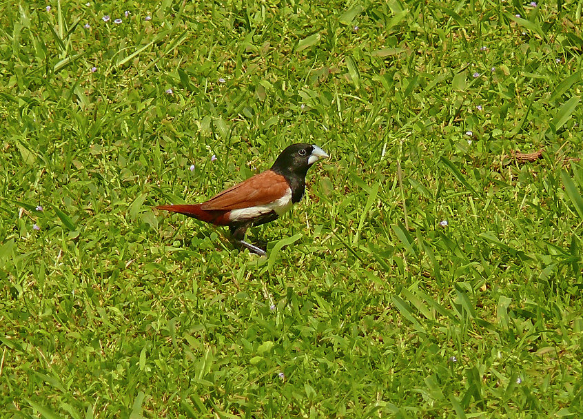 Black-headed-munia-2.JPG