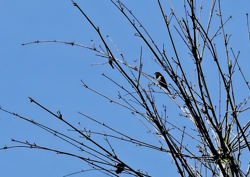 White-rumped-munia.jpg