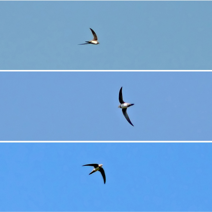 Alpine-swift.jpg