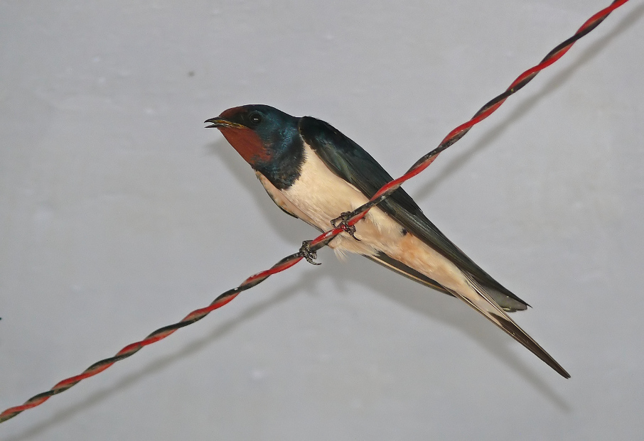 Barn-swallow.jpg