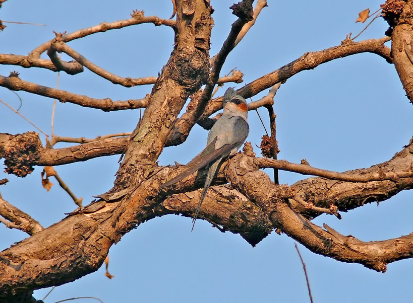 Crested-tree-swift-2.jpg