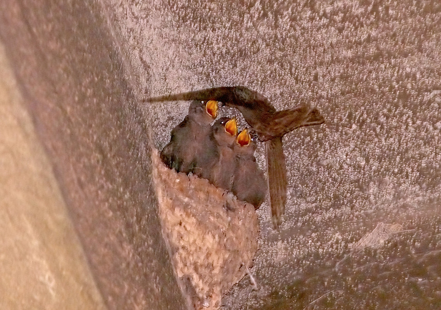 Dusky-crag-martin.jpg