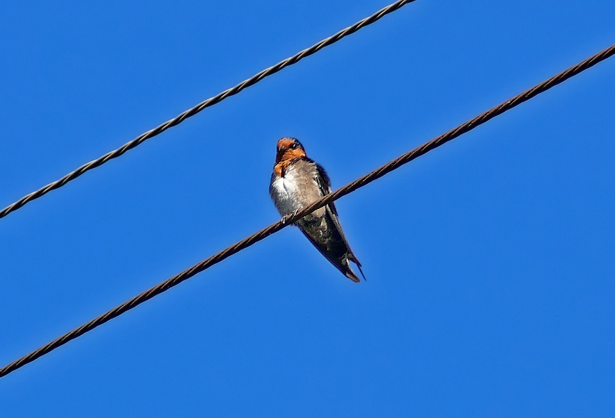 Hill-swallow-2.jpg