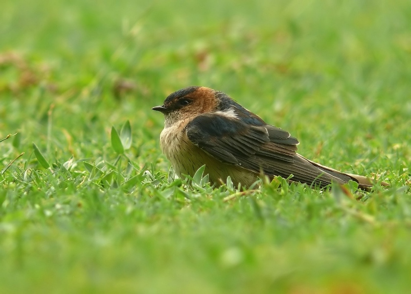 Red-rumped-swallow-2.jpg