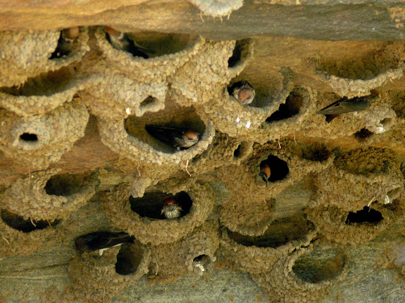 Streak-throated-swallow.jpg