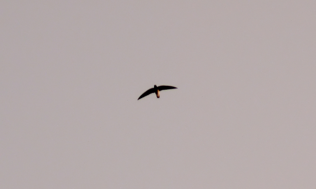 White-rumped-needletail.jpg