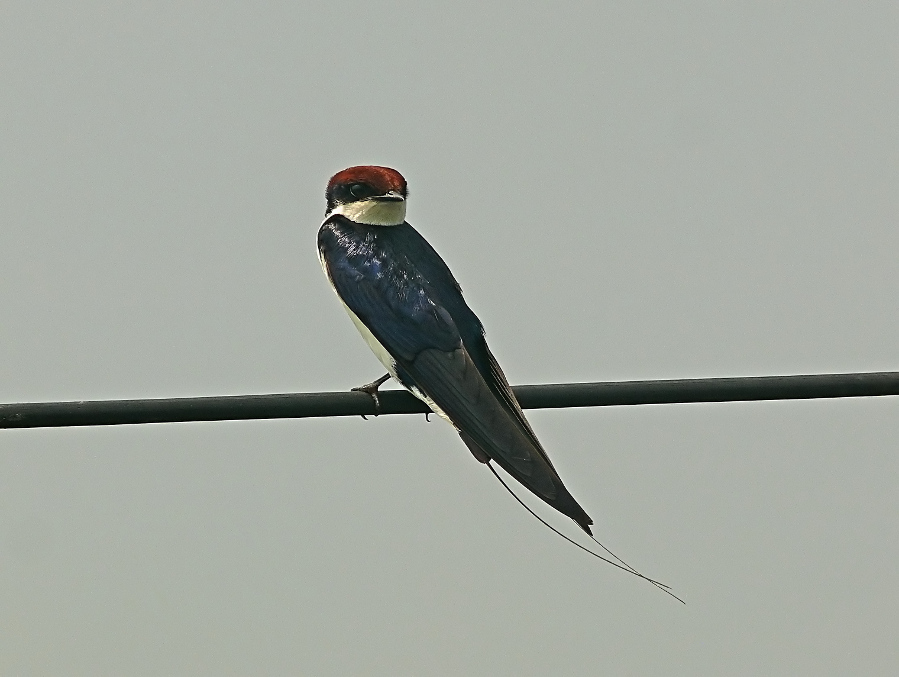 Wire-tailed-swallow-3.JPG